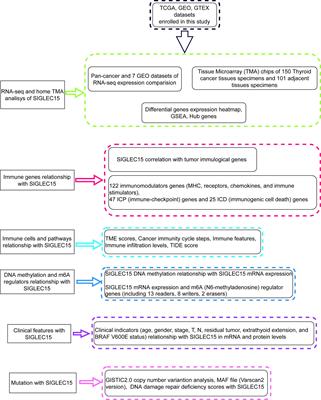 Unveiling the molecular features, relevant immune and clinical characteristics of SIGLEC15 in thyroid cancer